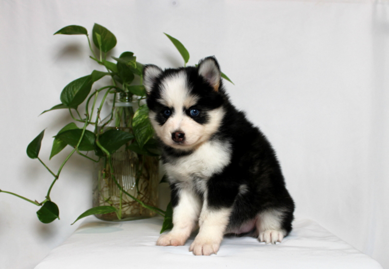puppy, for, sale, Pomsky, Matthew B. Stoltzfus, dog, breeder, Gap, PA, dog-breeder, puppy-for-sale, forsale, nearby, find, puppyfind, locator, puppylocator, aca